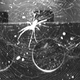 A spider in a habitat on board the ISS.